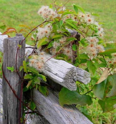 IMG_4904RS NWTrading Post Fence.jpg