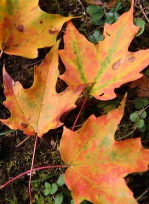 TREES & LEAVES