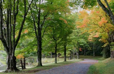 IMG_5036RS Autumn Path Around Bass Lake.jpg
