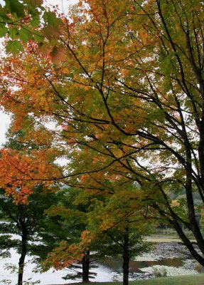 IMG_5039RS Bass Lake Tree in Autumn.jpg