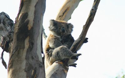 Mother with baby koala.jpg