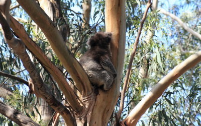 Koala2.jpg