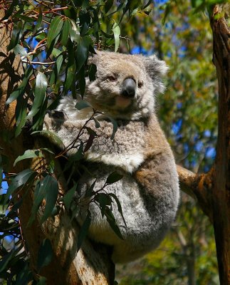 Koala6.jpg