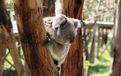 Koala7.jpg
