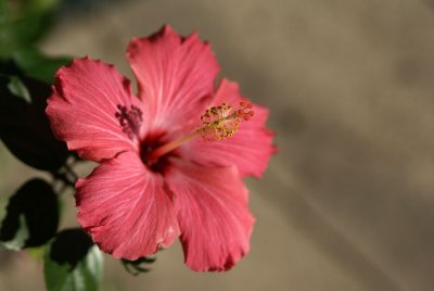 DSC00722a.jpg