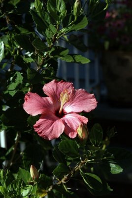 DSC00732a.jpg