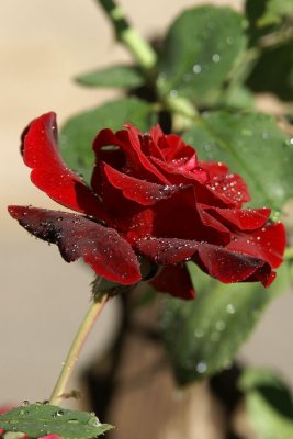 DSC00759a.jpg
