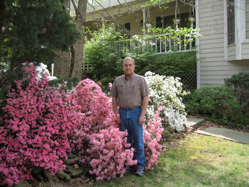 Front yard azaleas