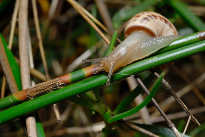 DSC_0011.JPG