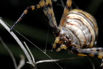 d200_spiders