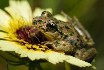 d200_frogs
