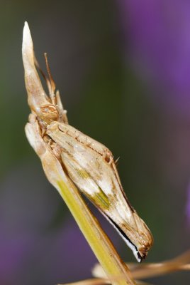 DSC_0063.JPG