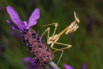 DSC_0066.JPG