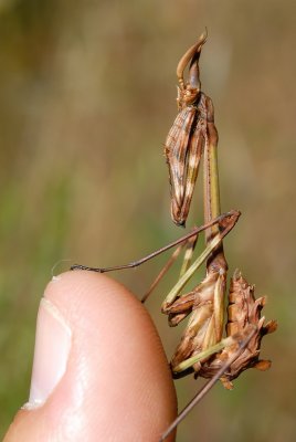 DSC_0030.JPG