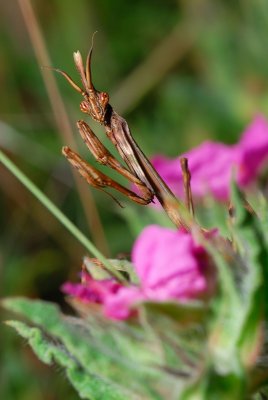 DSC_0034.JPG