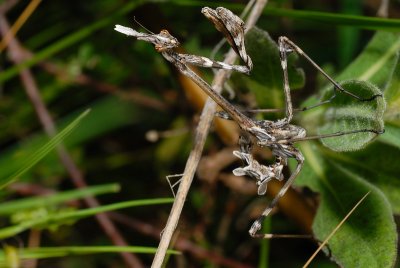 DSC_0045.JPG