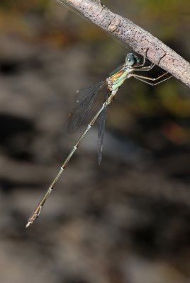 DSC_0011.JPG