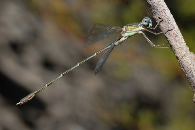 DSC_0013.JPG