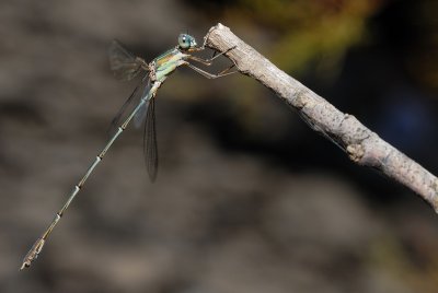 DSC_0018.JPG