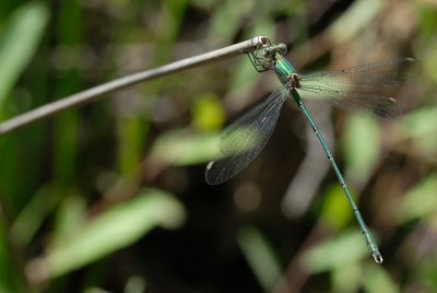 DSC_0033.JPG