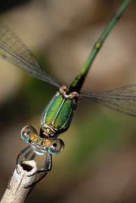 DSC_0045.JPG
