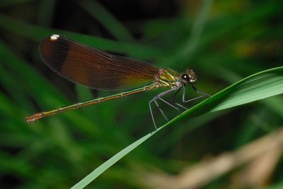 DSC_0050.JPG