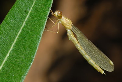 DSC_0056.JPG