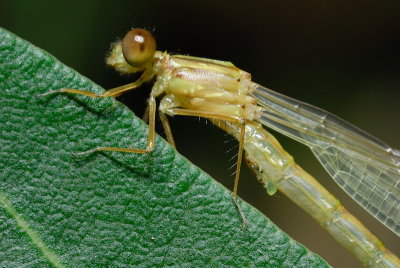 DSC_0062.JPG