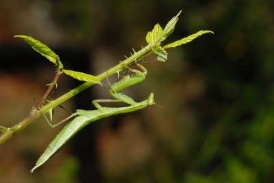 DSC_0054.JPG