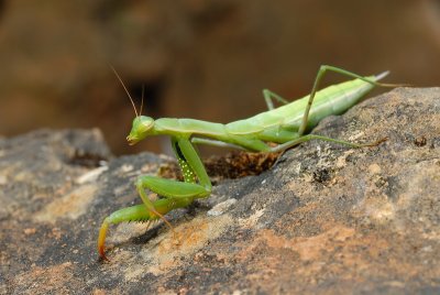 DSC_0064.JPG