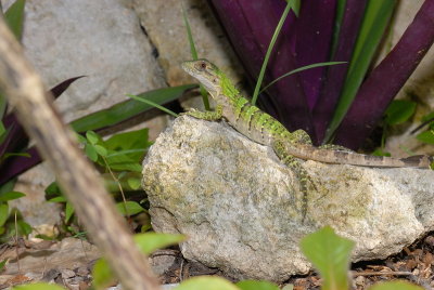 DSC_0136.JPG