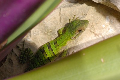 DSC_0137.JPG