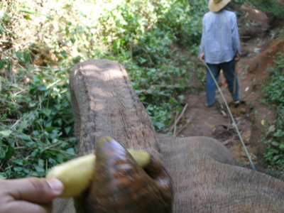 elephant farming