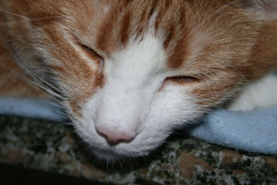 2007