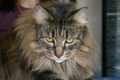 AjaxLovely cat
