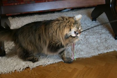 Ajax is playful