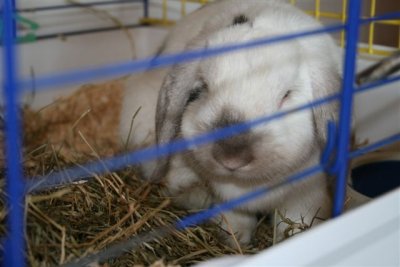 Rabbit