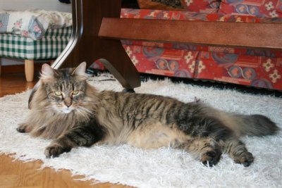 Ajax in his full lenght