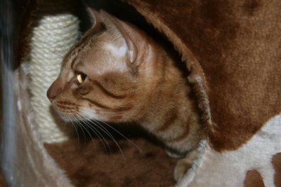 Gizmo looking out
