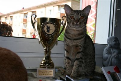 SVERAK/FIFe4th Best Kitten/Junior kat.lll 2006