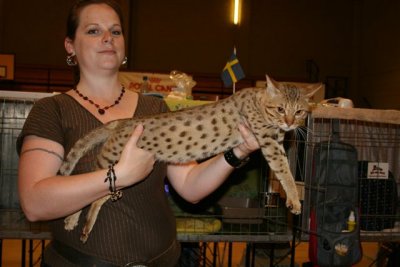 IC S*Junglespots Going 4 GoldOCI b24