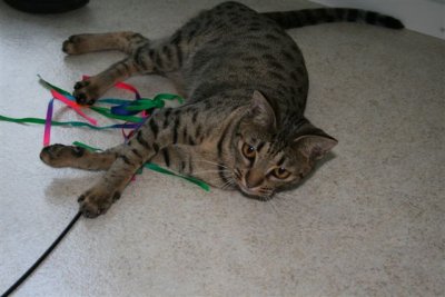 Chiquita and the cat toy