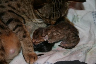 New born kittens