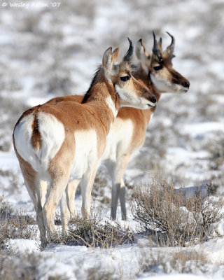 Antelope