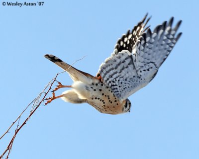fly away