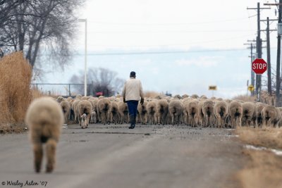 Country Traffic Jam