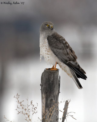 Harrier