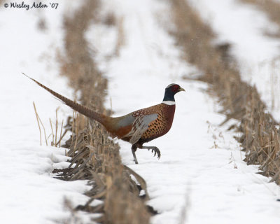 Pheasant