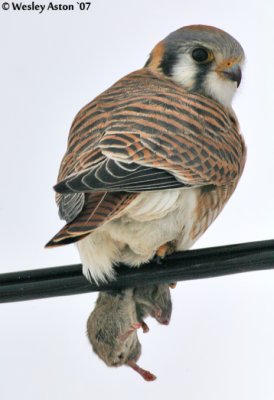 Kestrel
