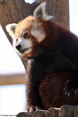 Red Panda